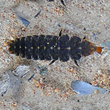 Lampyridae species larva